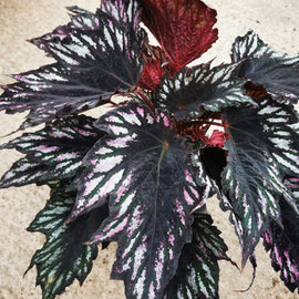 Begonia Helen Teupel