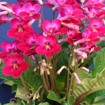 Streptocarpus Hope
