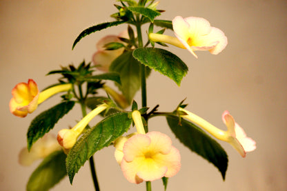 Achimenes Hugues Aufray