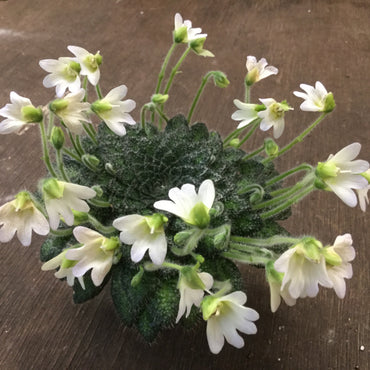 Petrocosmea Keystone's Bantam