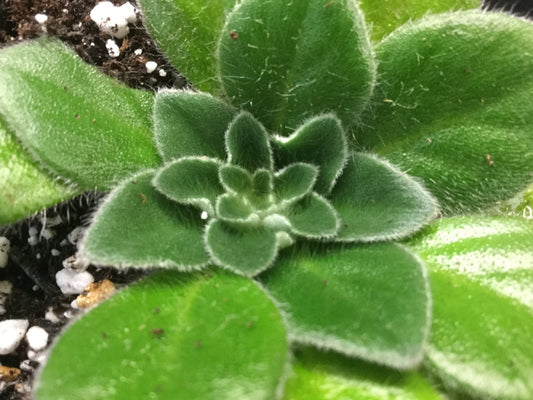 Petrocosmea Shortnin' Bread