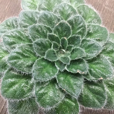 Petrocosmea Keystone's Little Rascal
