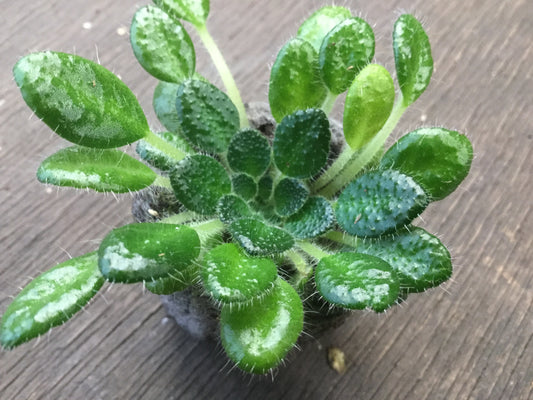 Petrocosmea sinensis