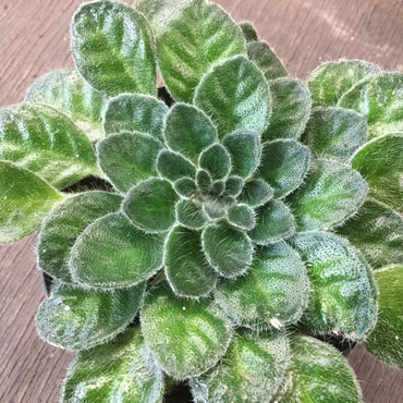 Petrocosmea Keystone's Harvest Moon