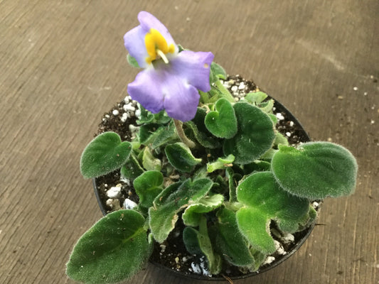 Petrocosmea formosa 'Crûg's Capricious'