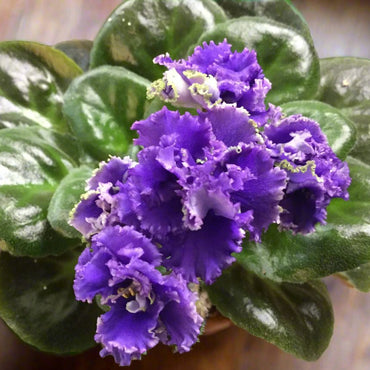 Saintpaulia Indigo Ruffles