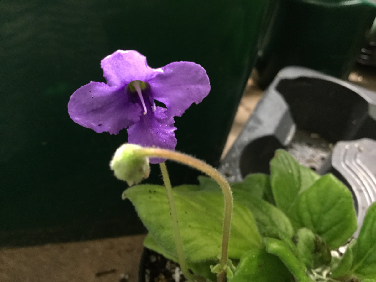 Petrocosmea Asa Blue