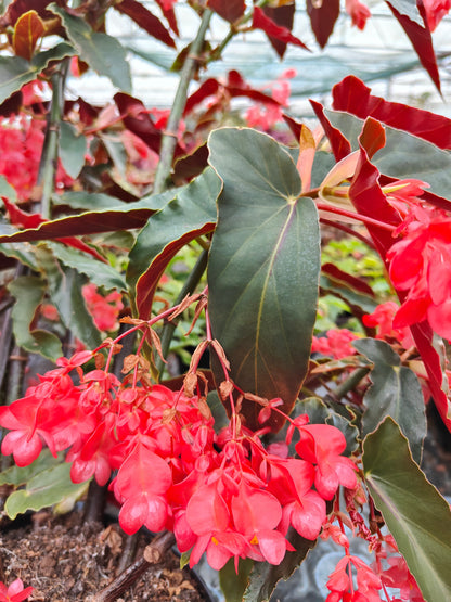 Begonia Torch