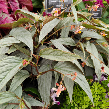 Begonia hatacoa 'Silver'