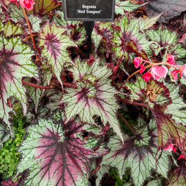 Begonia Red Tempest