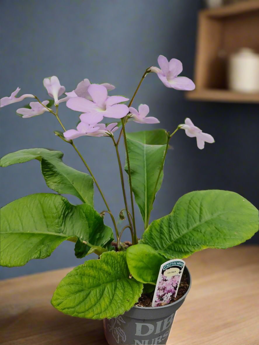 Streptocarpus Gloria - Dibleys