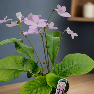 Streptocarpus Gloria