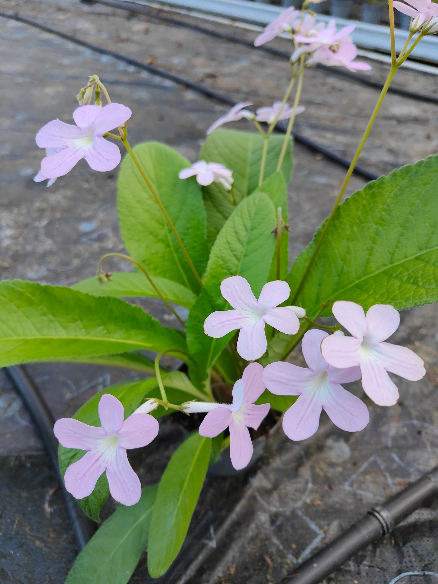 Streptocarpus Gloria - Dibleys