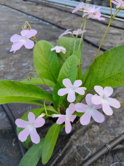 Streptocarpus Gloria - Dibleys