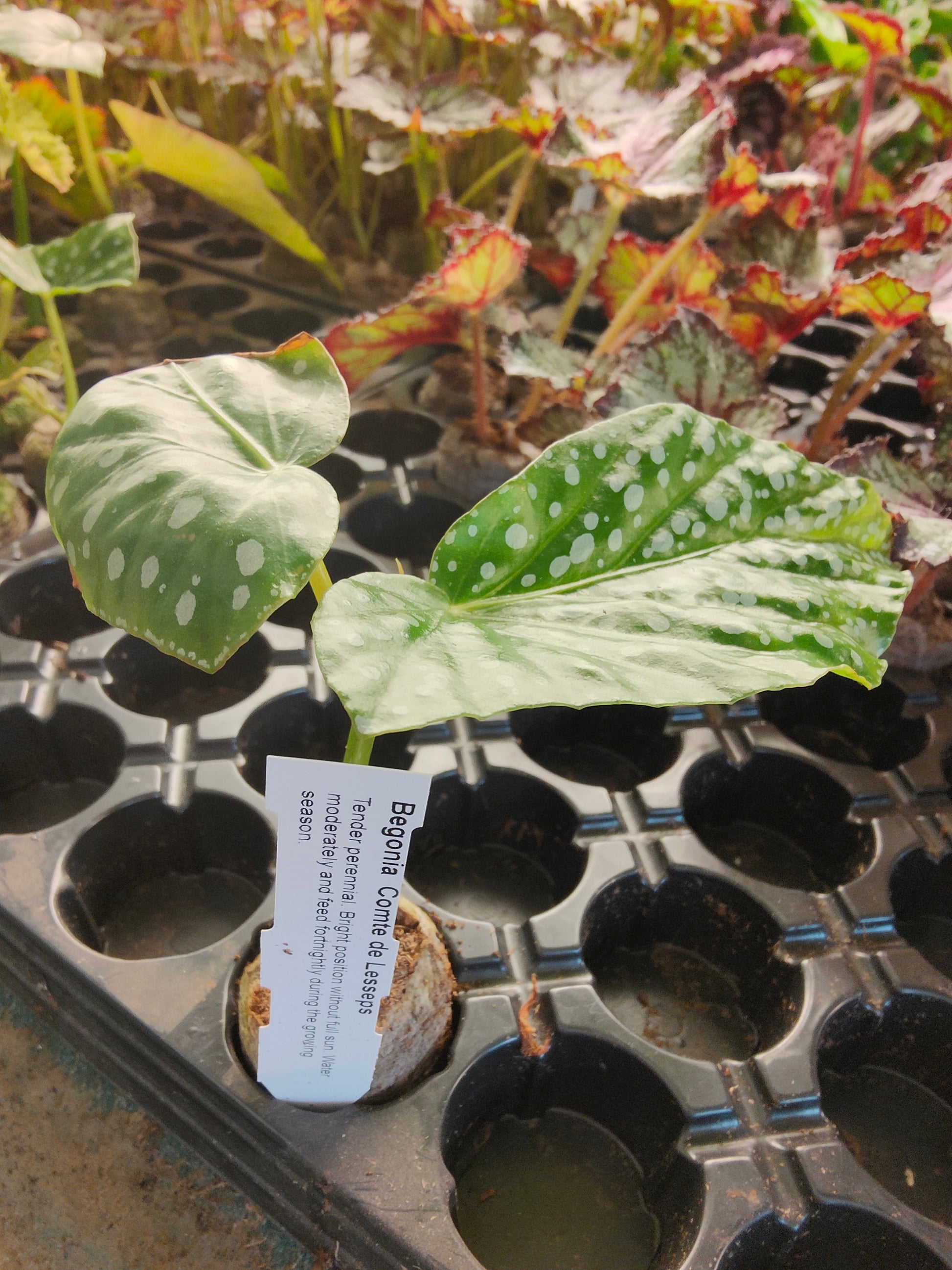 Begonia Comte de Lesseps - Dibleys