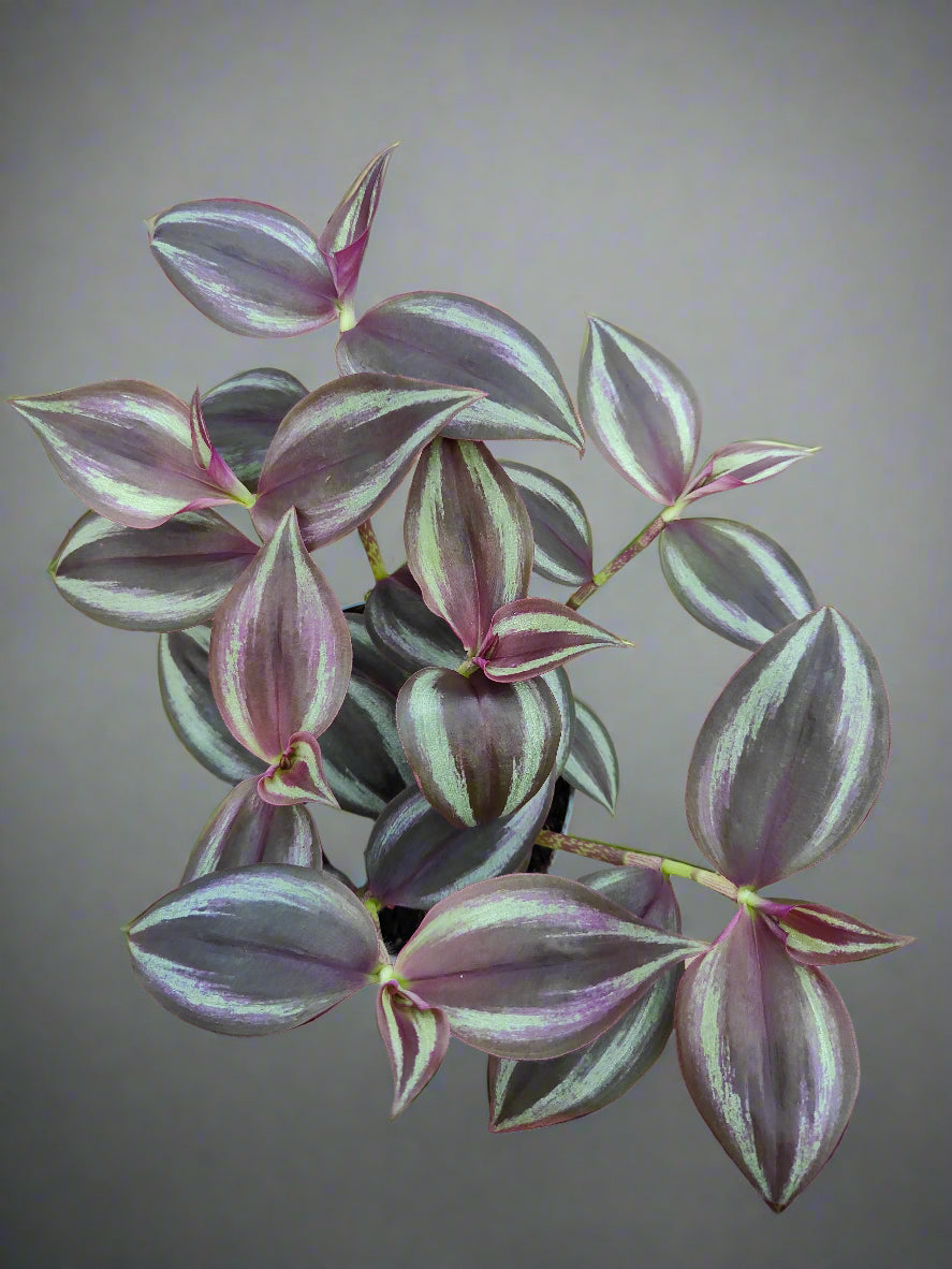 Tradescantia Purple Passion