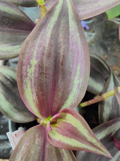 Tradescantia Purple Passion
