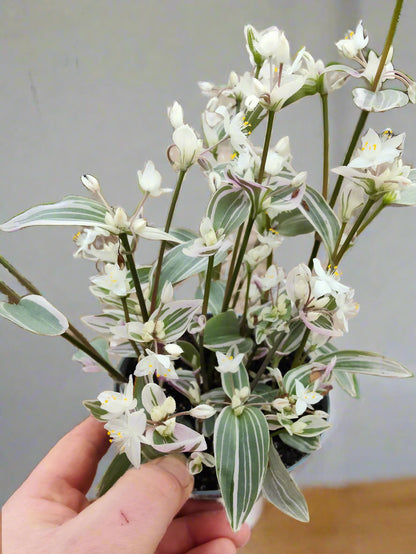 Tradescantia Sweetness