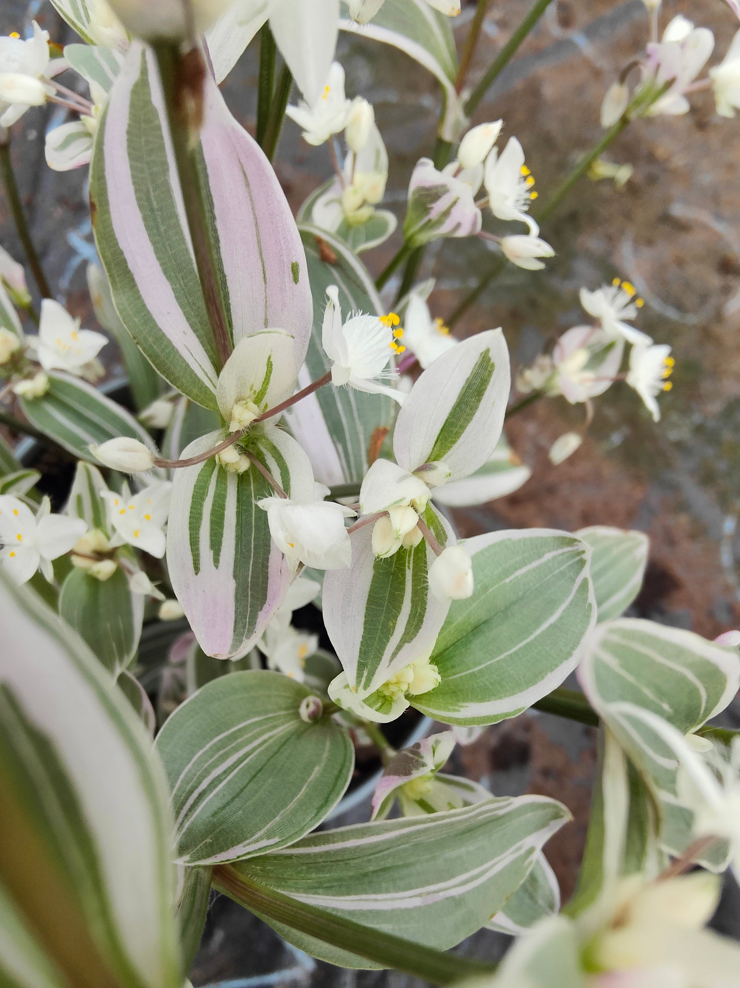 Tradescantia Sweetness