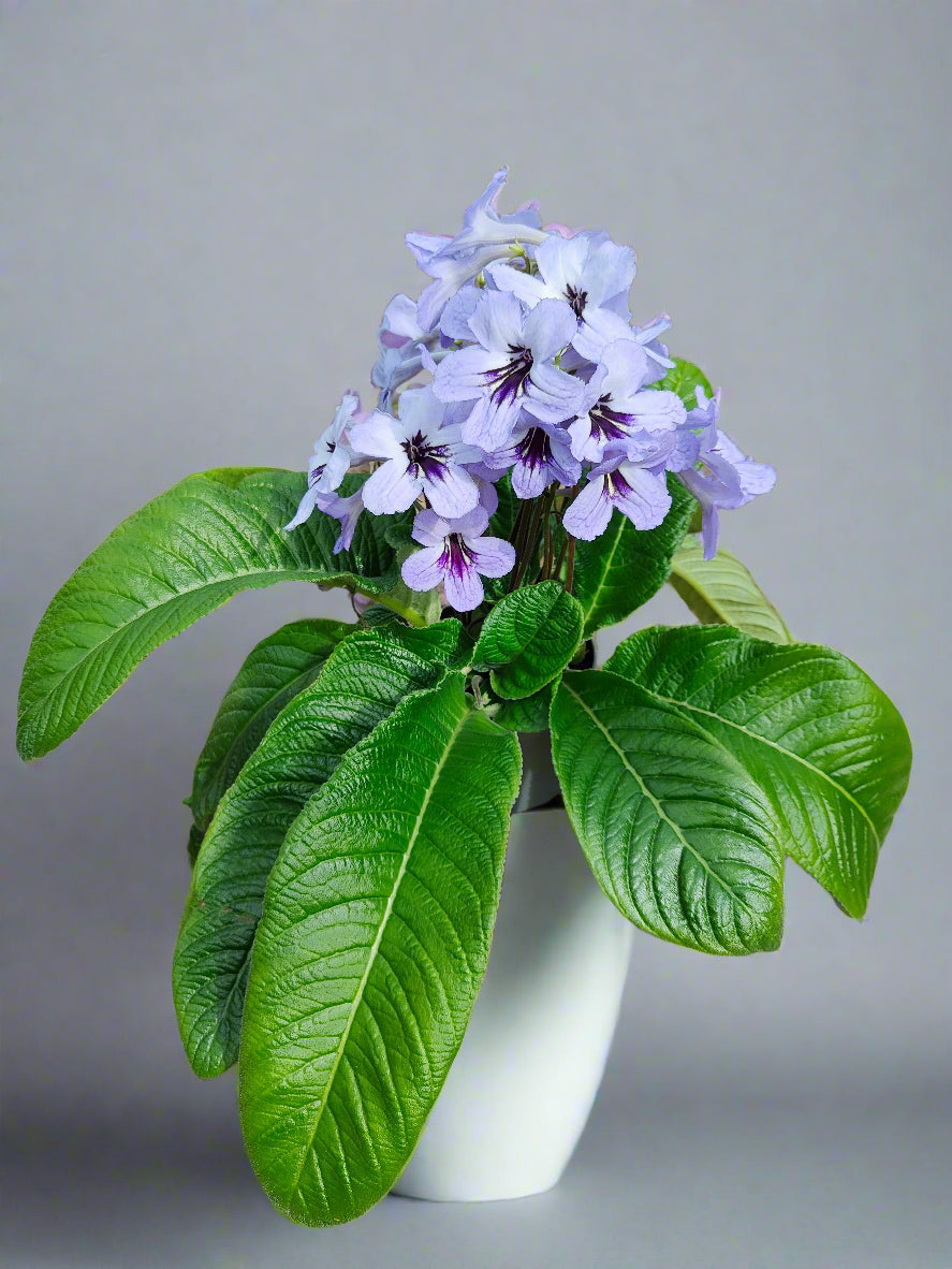 Streptocarpus Betty NEW 2025