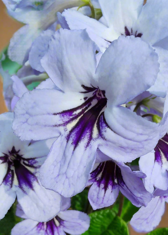 Streptocarpus Betty NEW 2025