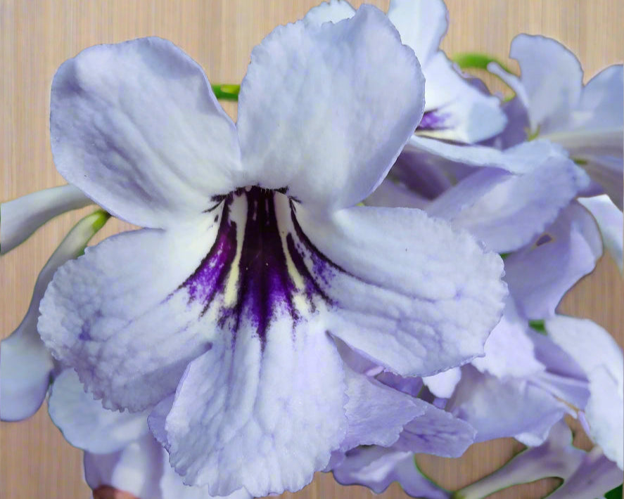 Streptocarpus Betty NEW 2025