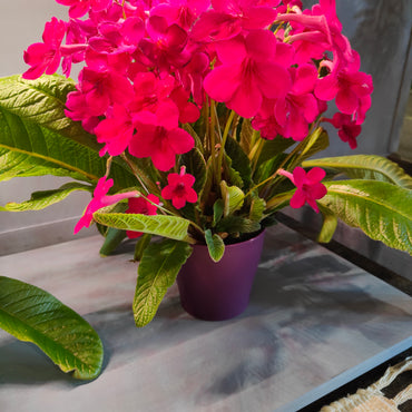 Streptocarpus Ruby