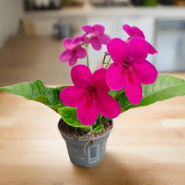 Streptocarpus Ruby