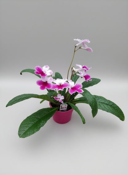 Stylish Ceramic Cache/Cover pots - Ruby Red - 11cm