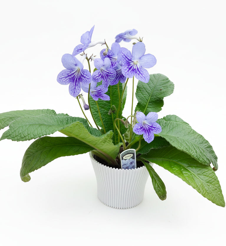 Streptocarpus Bethan