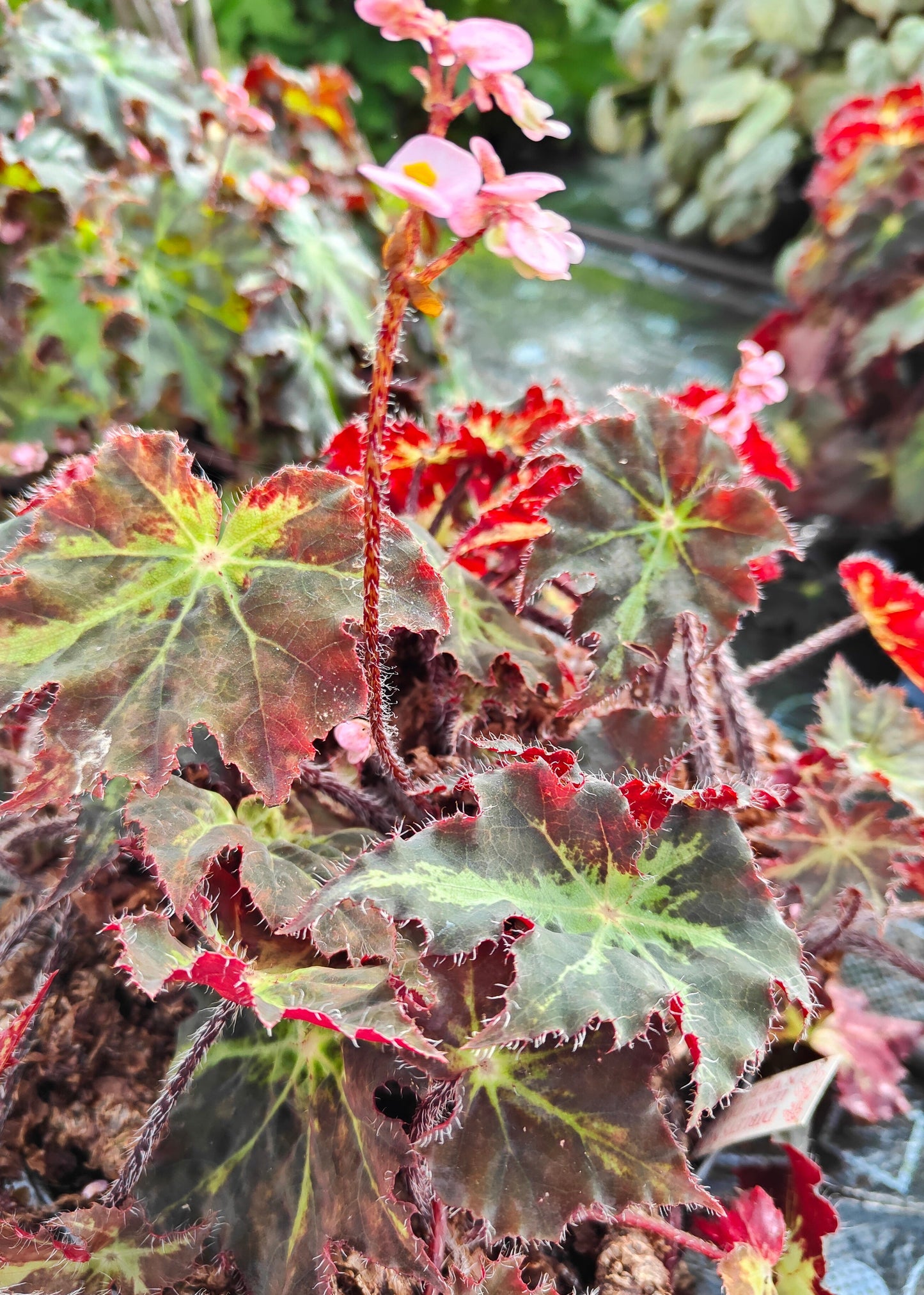 Begonia Beatrice Haddrell