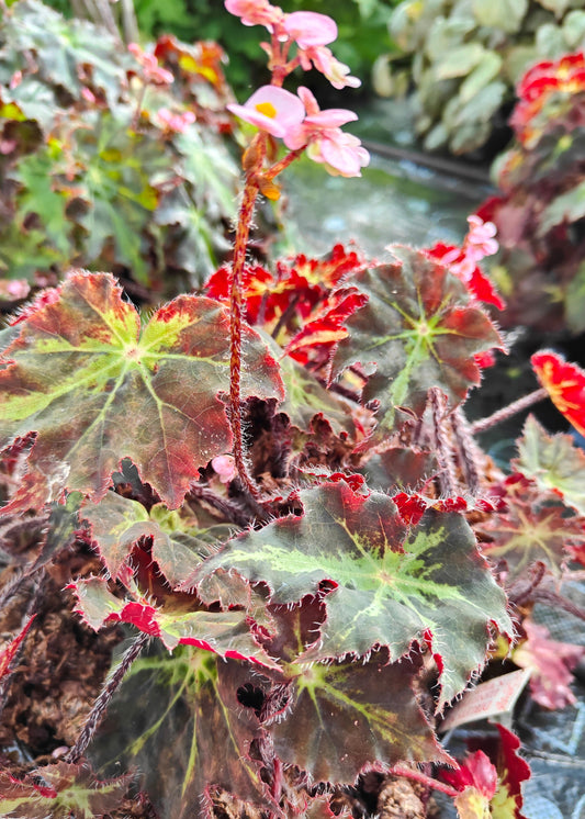 Begonia Beatrice Haddrell