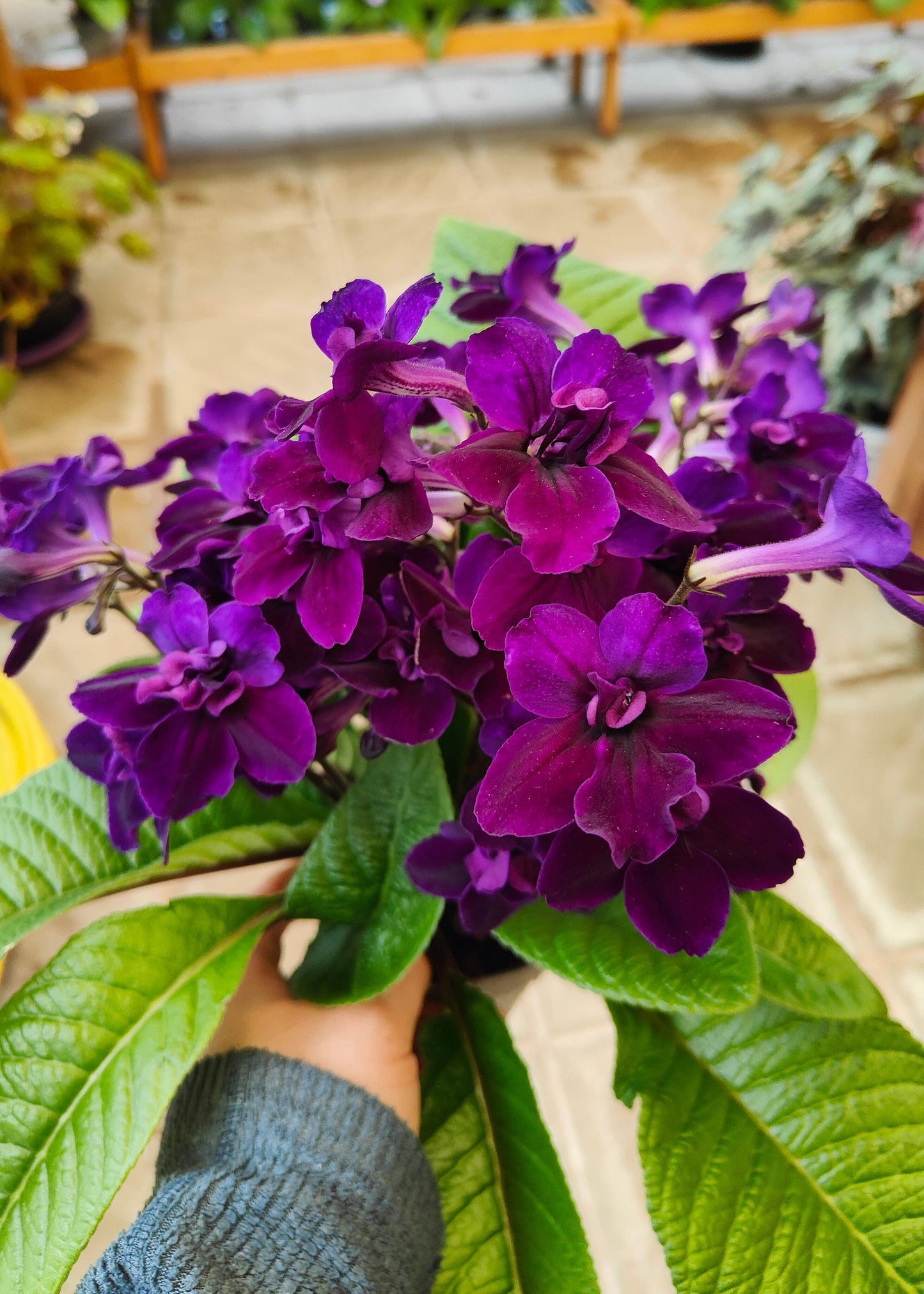 Streptocarpus Camilla  NEW 2026