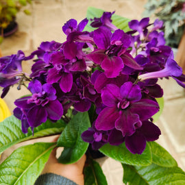 Streptocarpus Camilla  NEW 2026