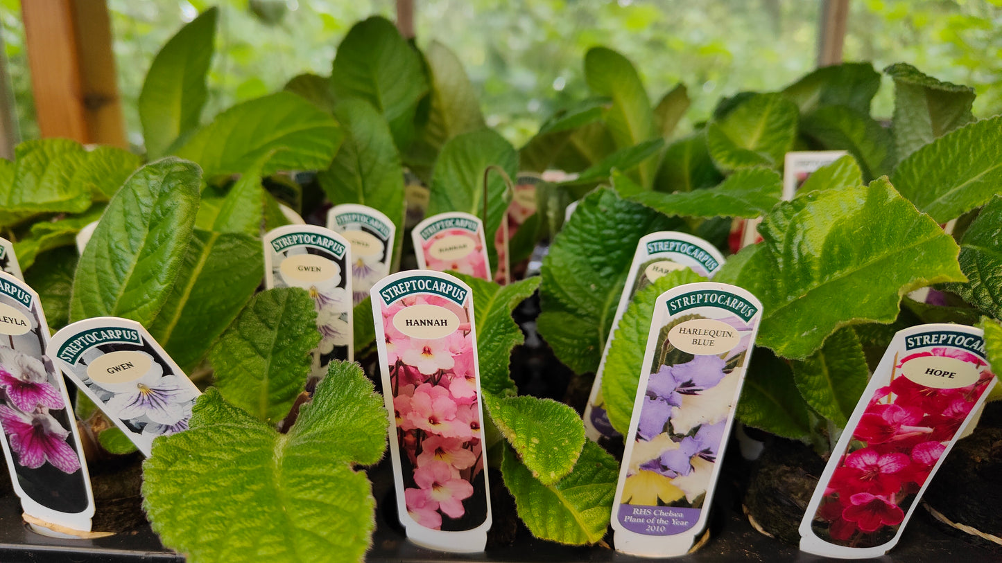 A Collection of Streptocarpus (our selection) - Dibleys