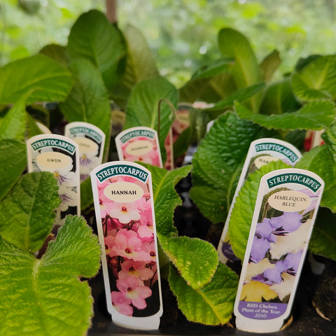 A Collection of Streptocarpus (our selection)