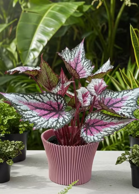 Lotus Cover pots - 11cm (suitable for 10cm potted plants) dp11 - Dibleys