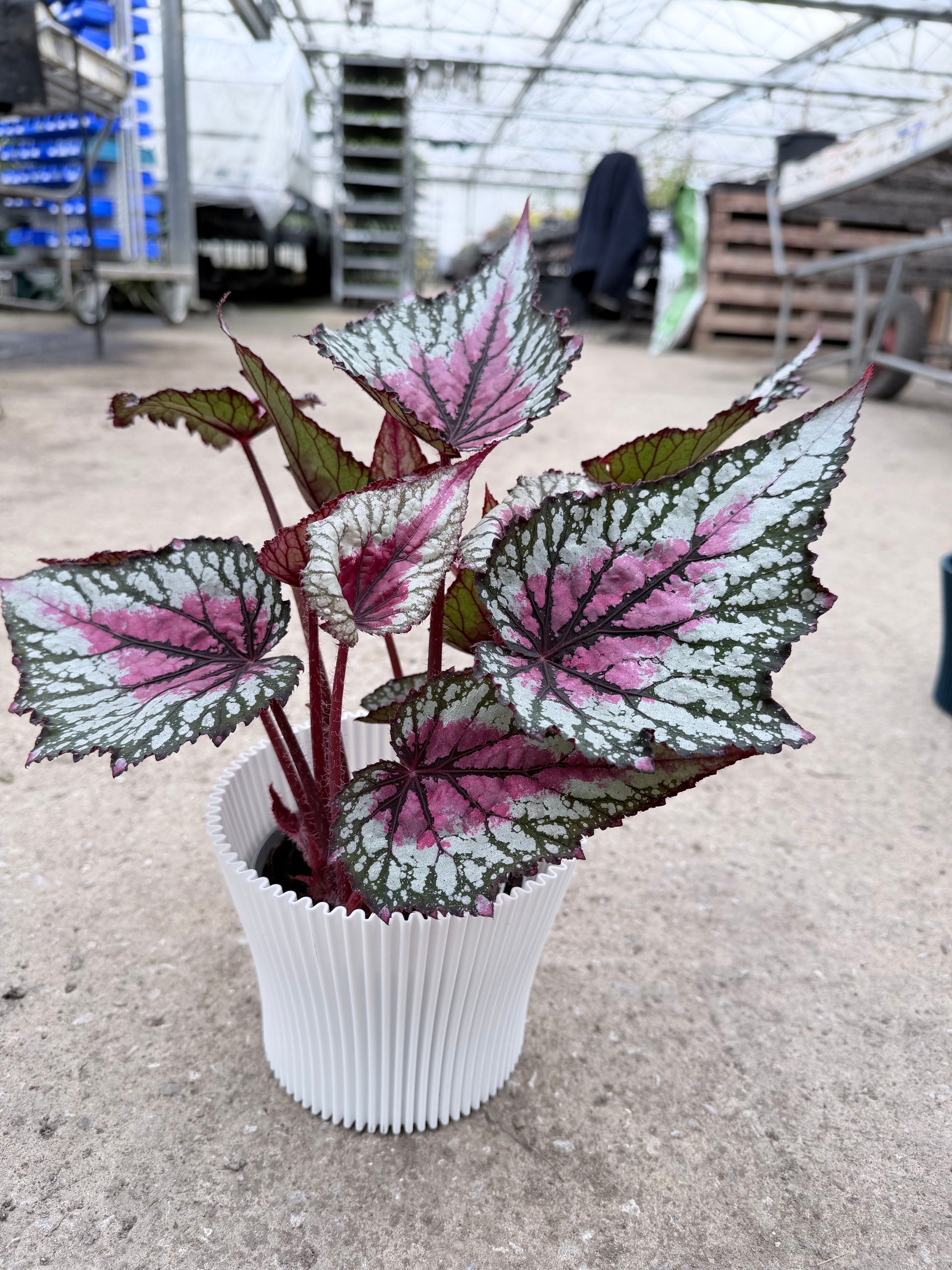 Lotus Cover pots - 11cm (suitable for 10cm potted plants) dp11 - Dibleys