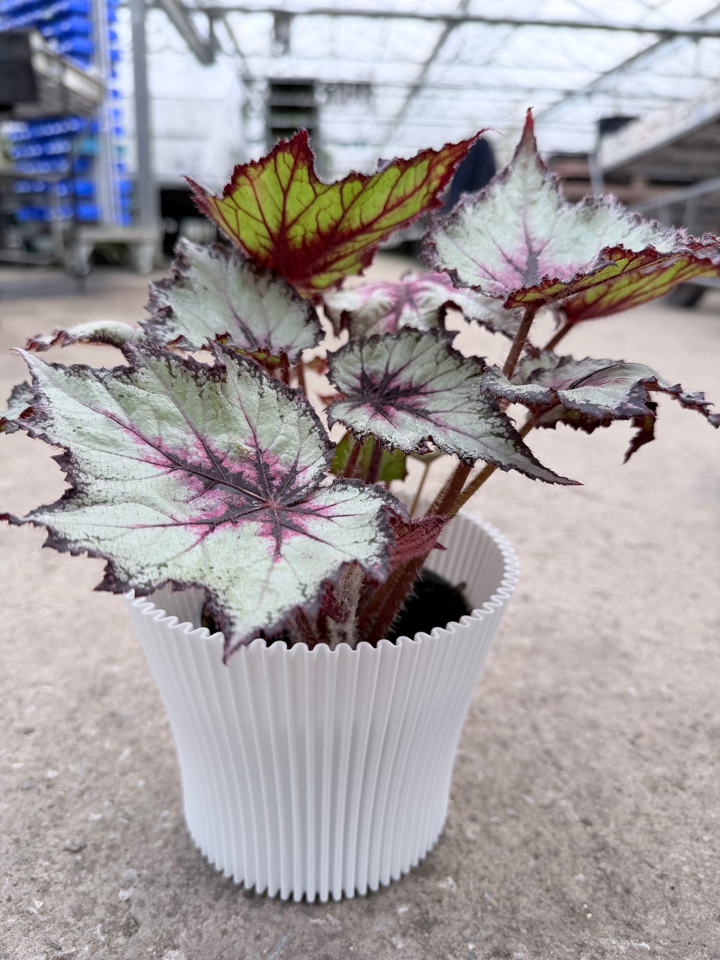 Lotus Cover pots - 11cm (suitable for 10cm potted plants) dp11 - Dibleys