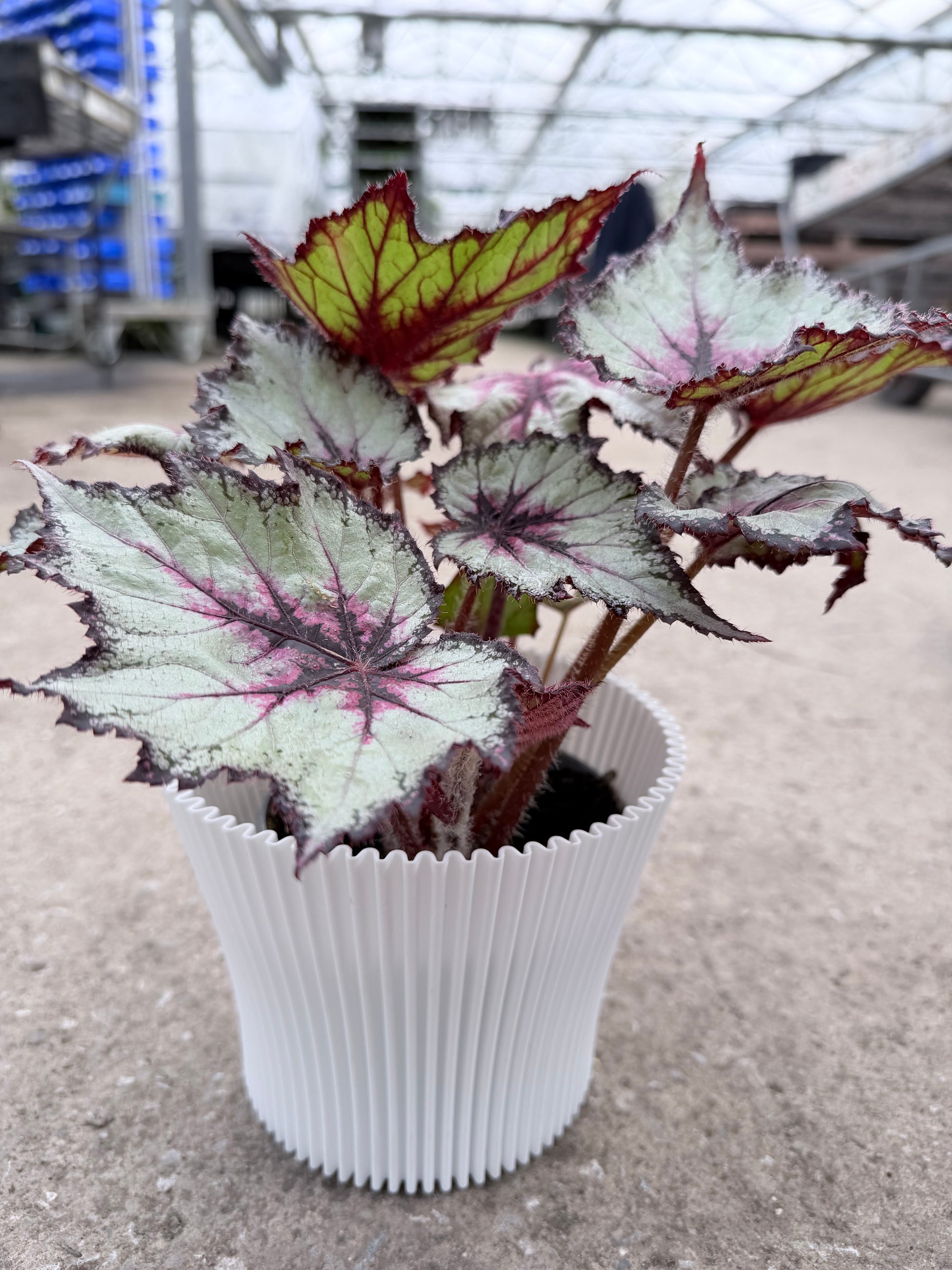 Lotus Cover pots - 11cm (suitable for 10cm potted plants) dp11 - Dibleys