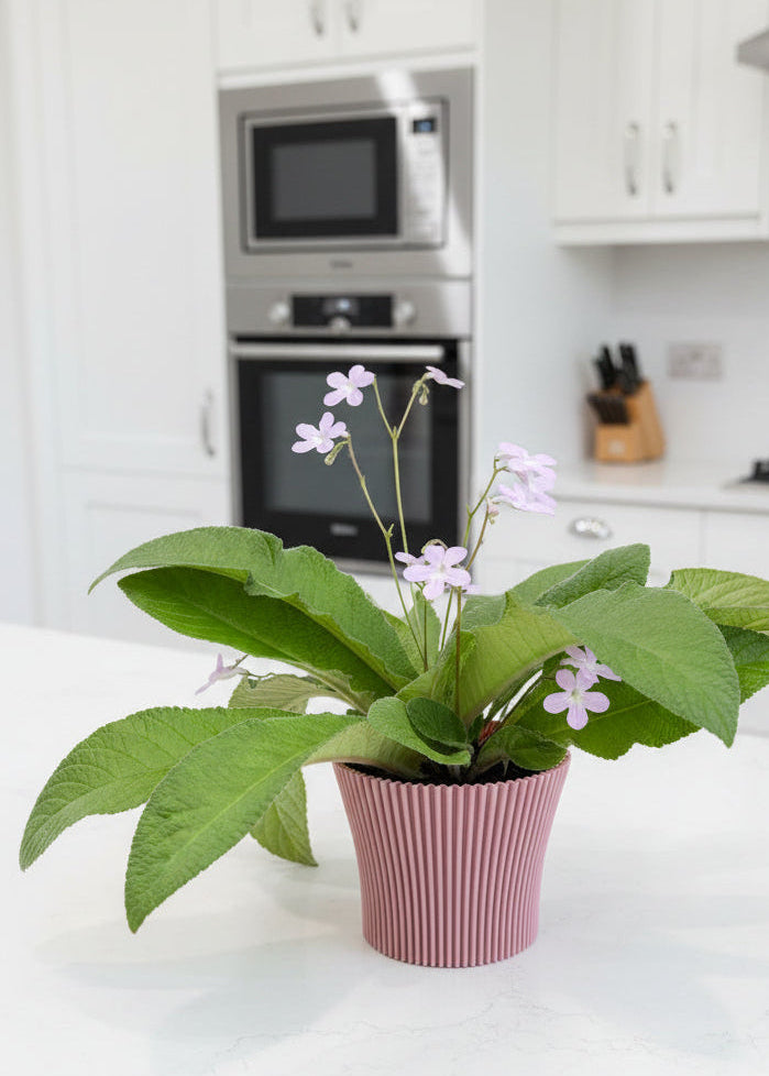 Lotus Cover pots - 11cm (suitable for 10cm potted plants) dp11 - Dibleys