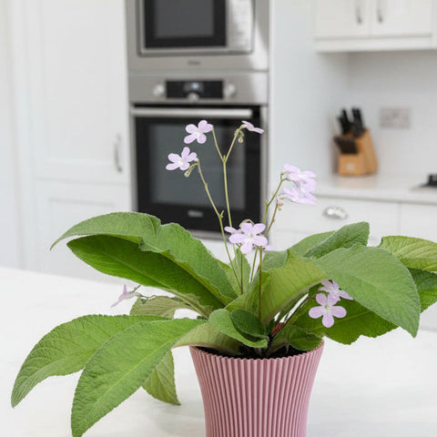 Lotus Cover pots - 11cm (suitable for 10cm potted plants) dp11