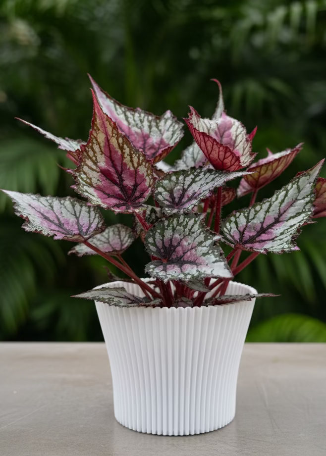 Begonia Moulin Rouge