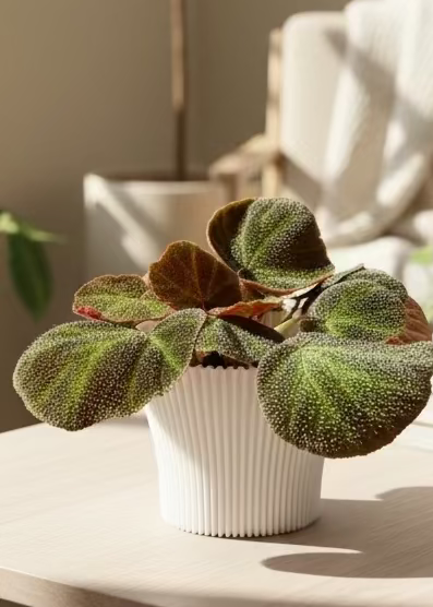 Begonia soli-mutata - Dibleys