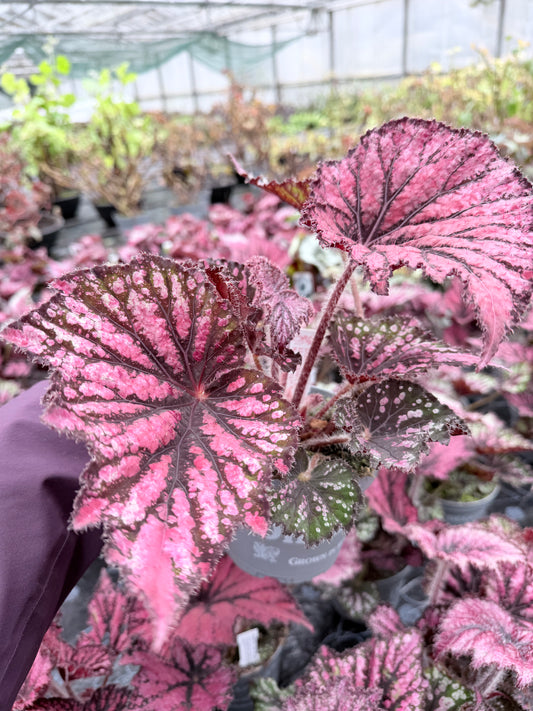 Begonia Star Bright - Dibleys