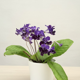 Streptocarpus Sirius NEW 2026