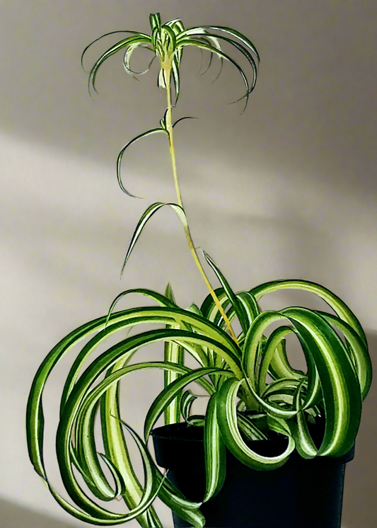 Potted Chlorophytum Curly Spider Plant