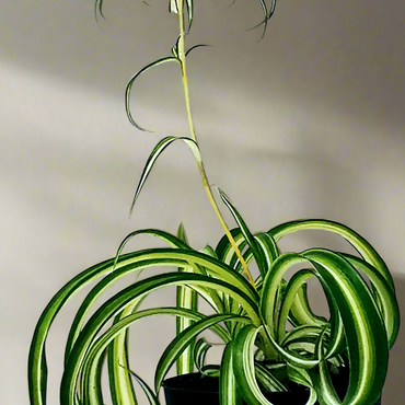 Chlorophytum Curly Spider Plant
