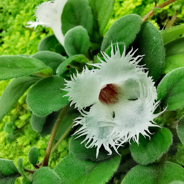 Alsobia dianthiflora