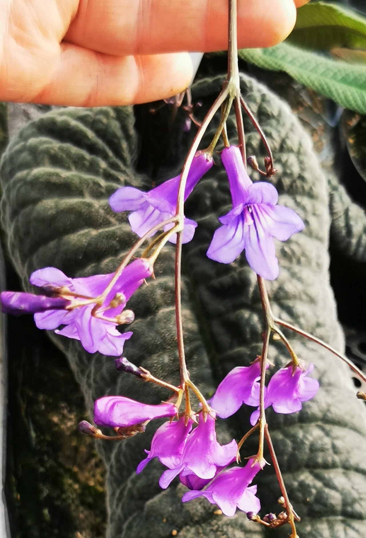Streptocarpus galpinii